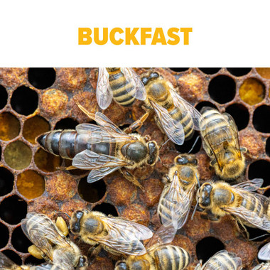 Buckfast Queen Bee,BE312, Mann Lake Ltd.