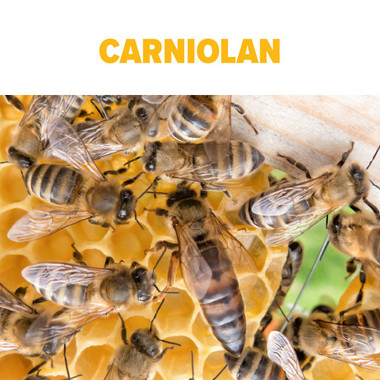 Carniolan Package Bees, Mann Lake Ltd.