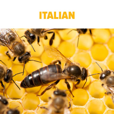 Italian Queen Bee