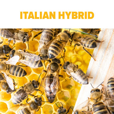 Southern Italian Hybrid Package Bees