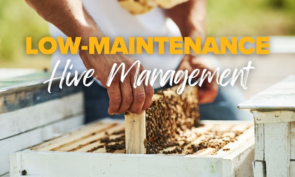 Buckfast Honey Bees are low maintenance Buckfast Honey Bees are low maintenance