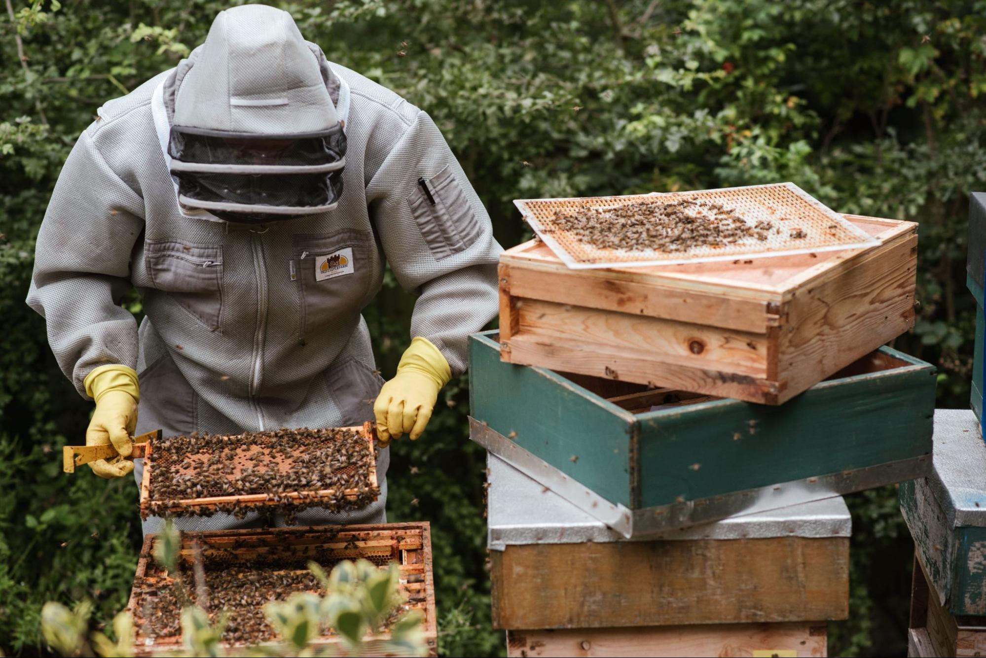 beekeeper inspecting honeycomb frames beekeeper inspecting honeycomb frames