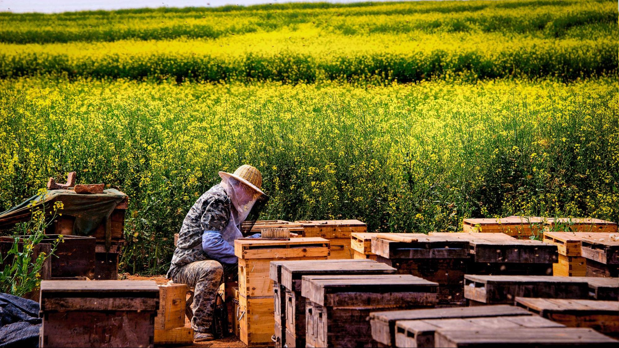 beekeeper inspecting hives in yellow rapeseed field beekeeper inspecting hives in yellow rapeseed field