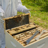 Traditional Growing Apiary Kit, Z200, Mann Lake Ltd.