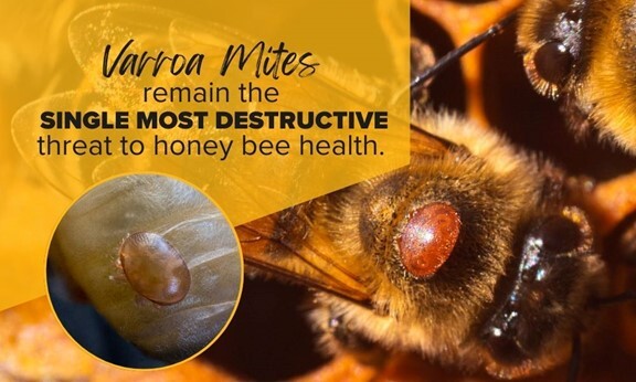 Varroa Mites remain the single most destructive threat to honey bee health